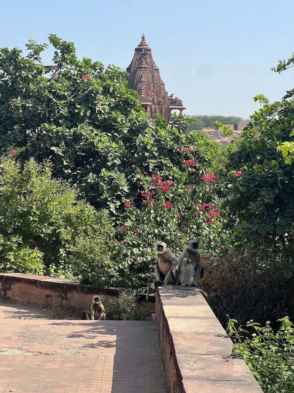 Indien - Jodhpur - 
