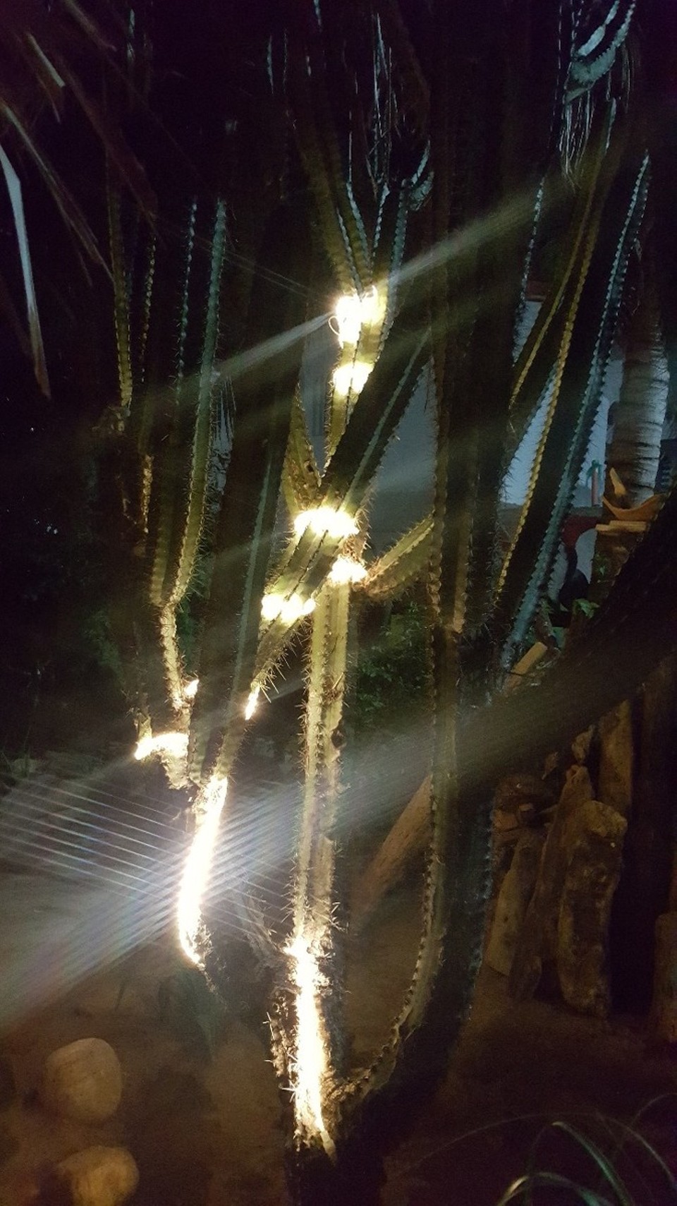 Mexiko - unbekannt - Die 3 Tage abhängen haben uns sehr gut getan. Wir haben auch beschlossen, unsere Reiseroute ein wenig anzupassen und die bevorstehende - insgesamt 28 h andauernde - Busfahrt nach Yucatan durch einen 5 Stunden Flug zu ersetzen.  