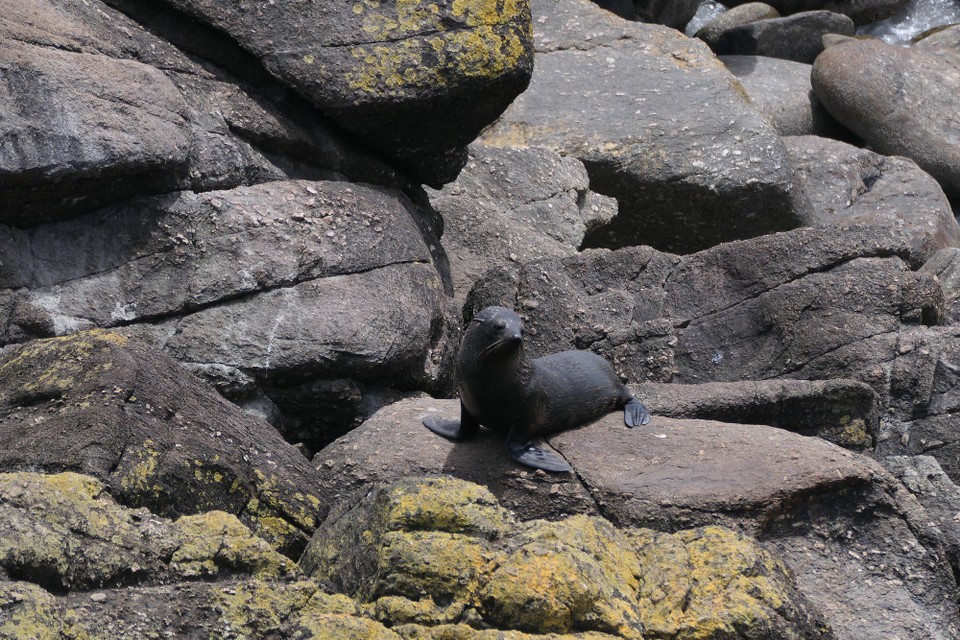 Neuseeland - Carters Beach - Ein Prachtsexemplar