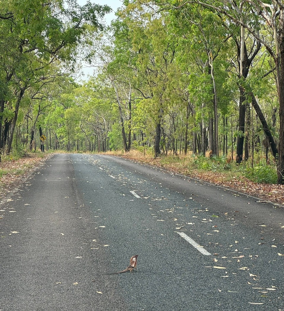 Australien - Kakadu - Kragenechse😍 Zwar chli a Chlineri abr a riesa Freud hets gmacht so eini zgseh!