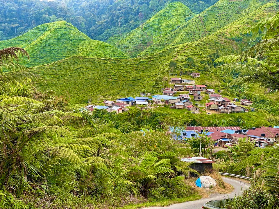 Malaysia - Tanah Rata - 