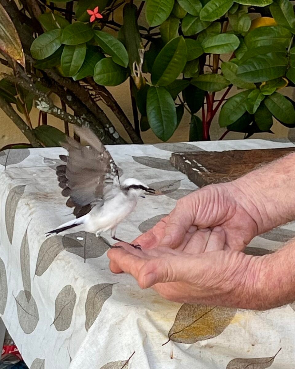 Brasilien - Salvador - Vögel lassen sich von der Hand füttern