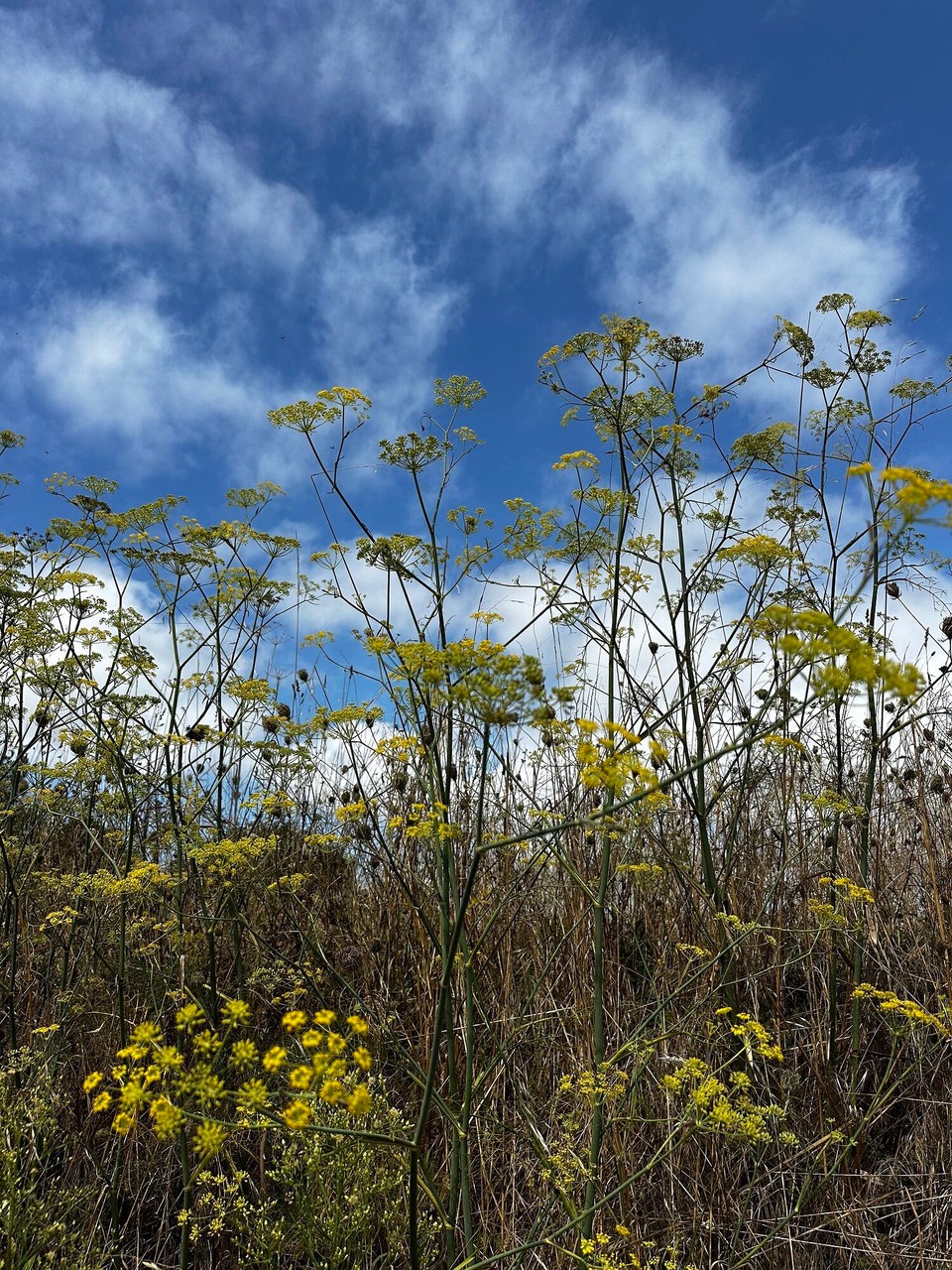 Frankreich - Carnac - 