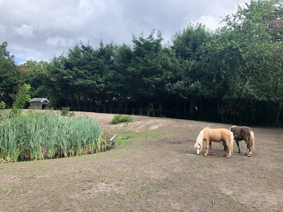 Niederlande - Warmenhuizen - 
