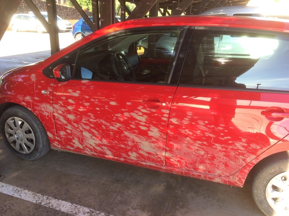 Spain - Pájara - Avis might want this washing before it goes back!