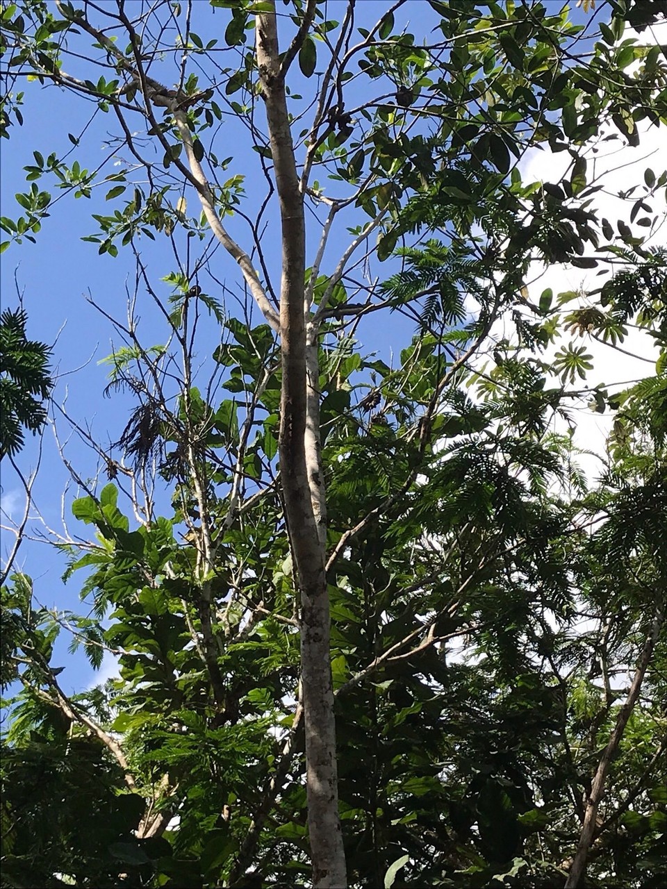 Costa Rica - San Carlos - 