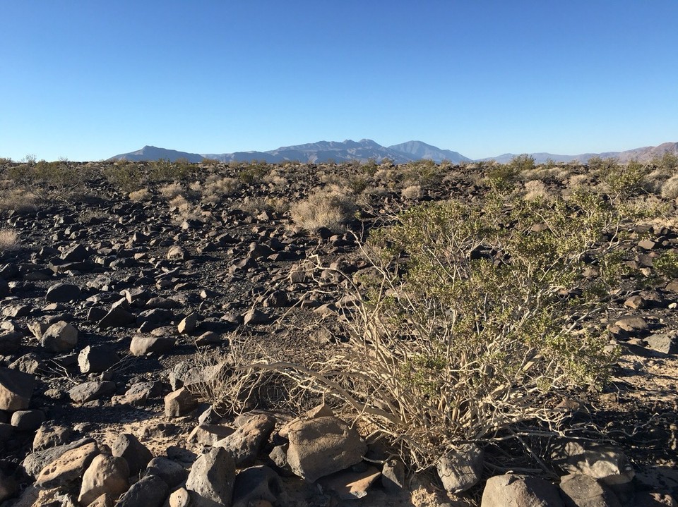 Vereinigte Staaten - Death Valley - Wie gesagt selbst hier ist nicht alles tot. 
