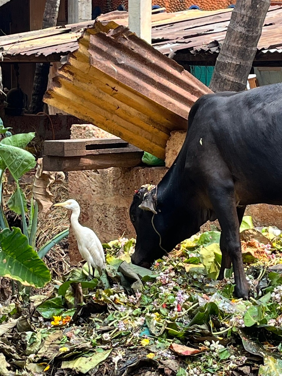 Indien - Gokarna - 