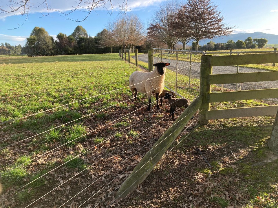 Neuseeland - Geraldine - Kleine schwarze Schafe 🤩