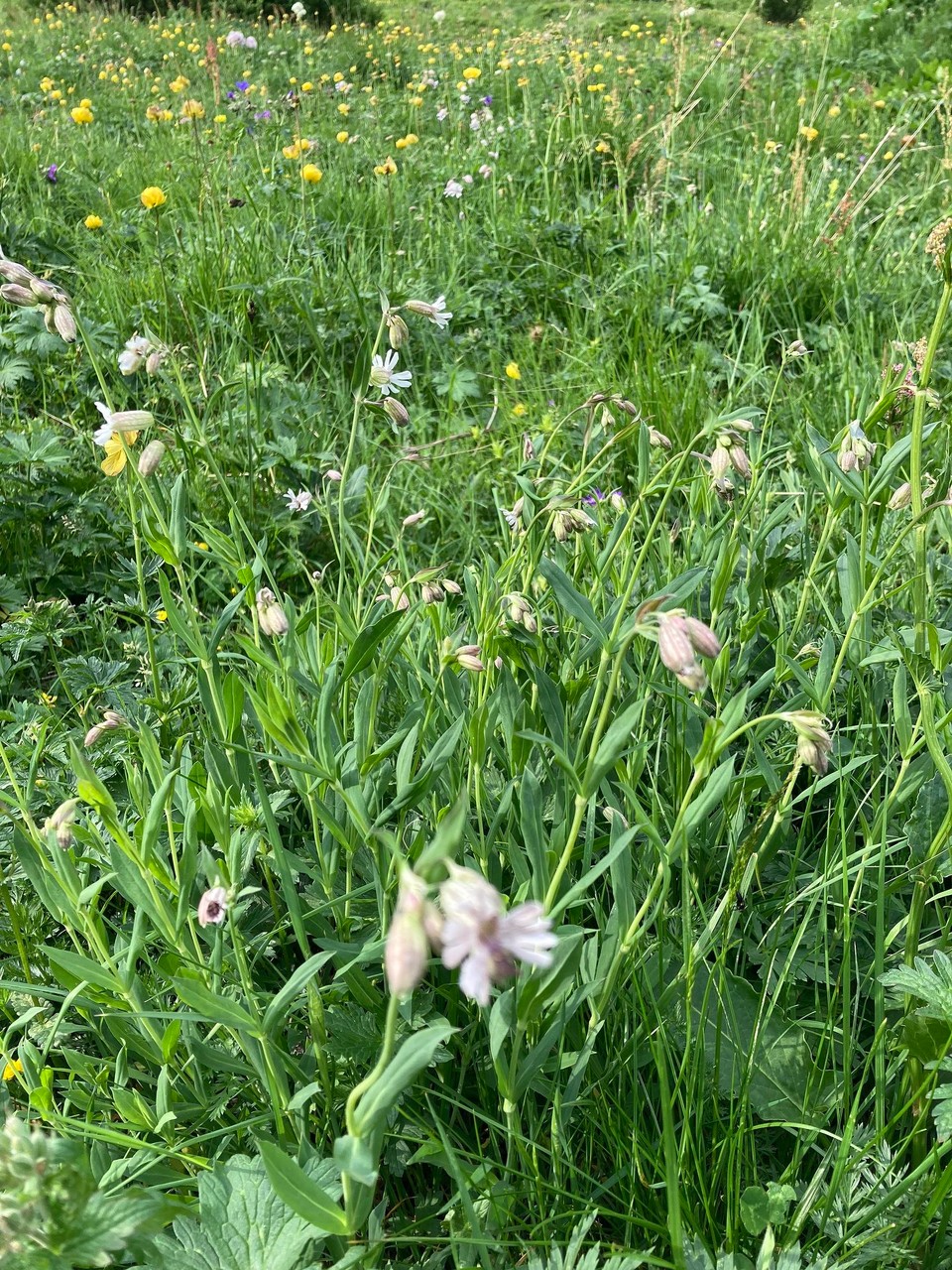 Italien - Rodeneck - Silene (Leimkraut)