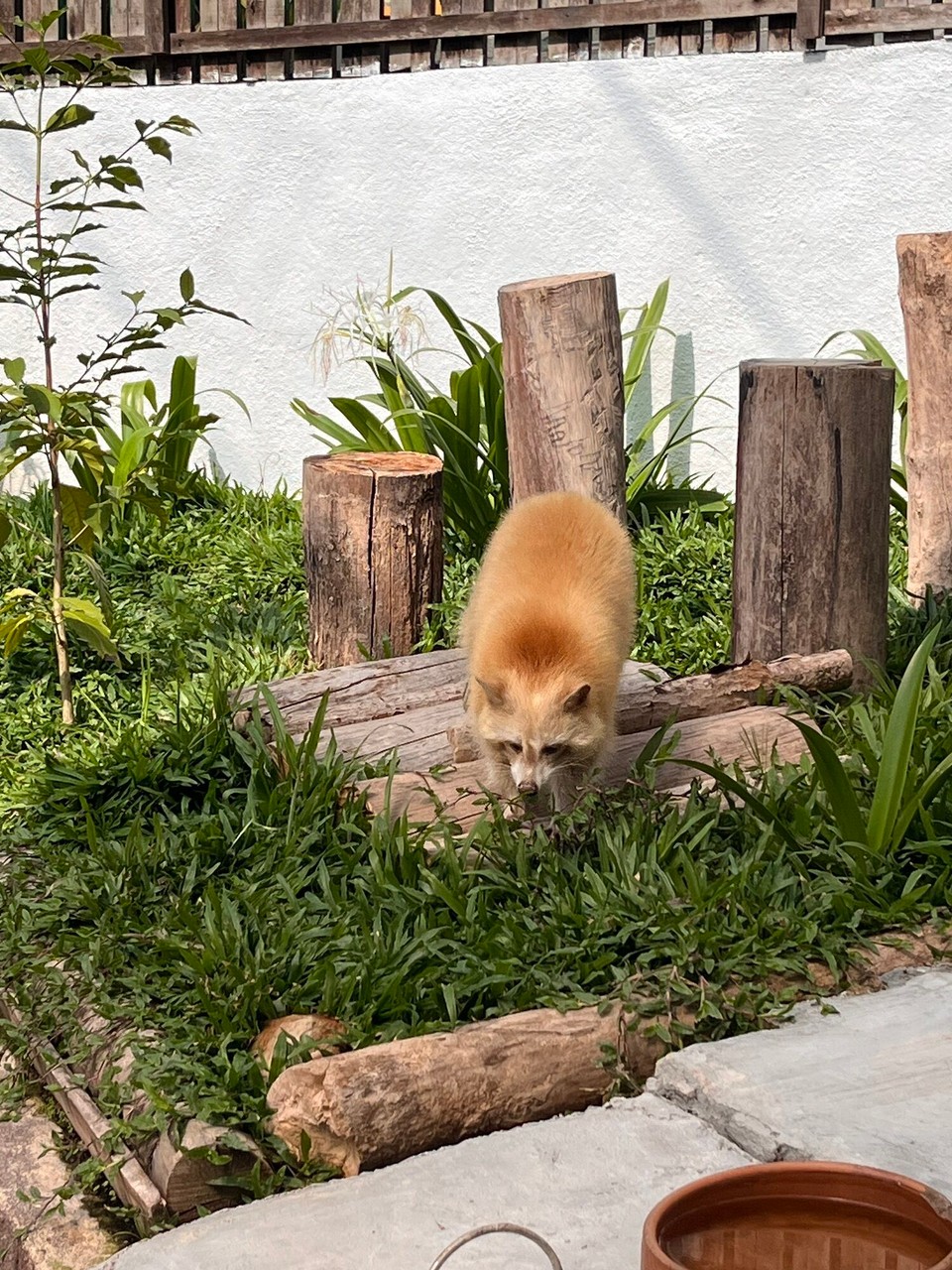 Malaysia - Tanah Rata - 