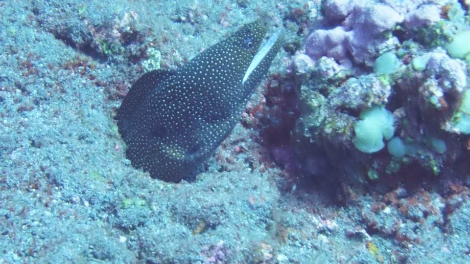 Réunion - Saint-Paul - Sieht hungrig aus