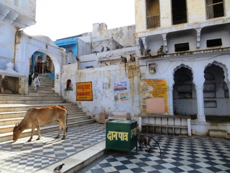 India - Pushkar - 