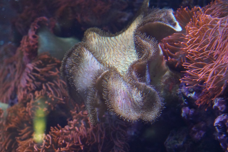Schweiz - Zürich - Wunderbare Pflanzen und Korallen in den Aquarien - was ist noch Pflanze - was bereits Tier?