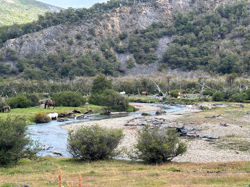 Argentina - Ushuaia - One of the many waterways and some of the wild horses