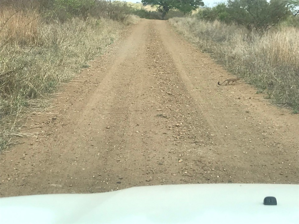 Südafrika -  - 