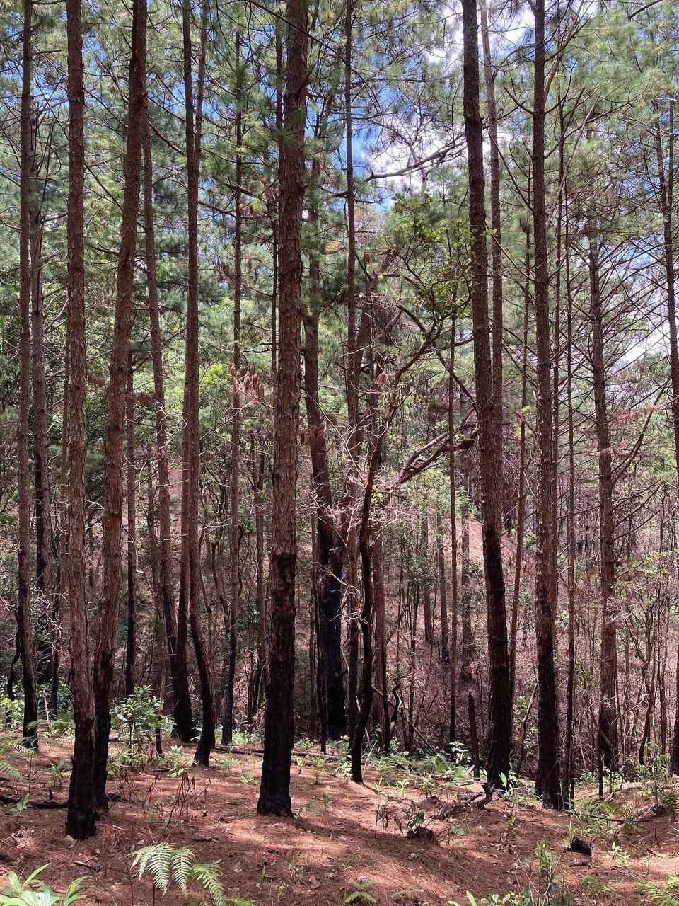 Vietnam - Lac Duong - 