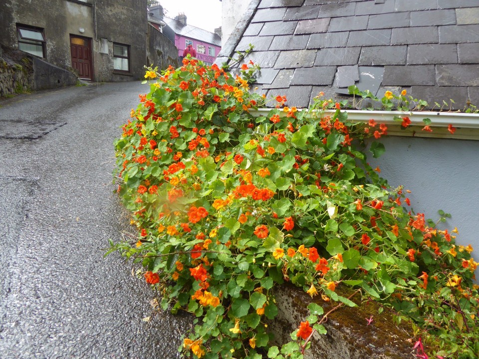 Ireland - Crosshaven - The convent, built in the 1880s, is now looking a bit worse for wear and is in the same grounds as a primary school and St Brigid’s Church. Climbing up the hill, however, meant we had some great views.