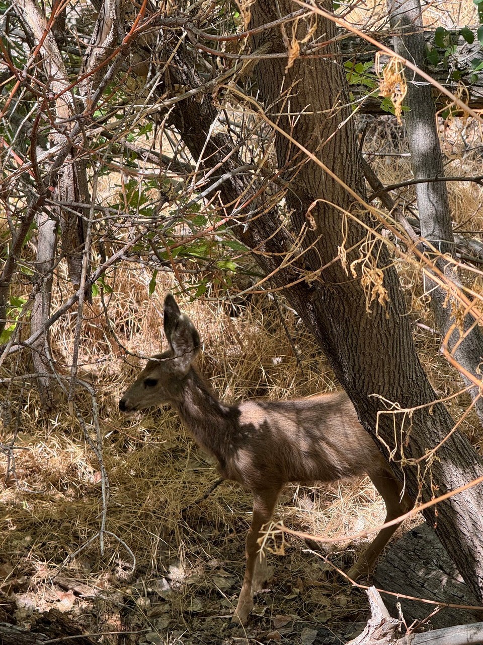 Vereinigte Staaten - Springdale - 