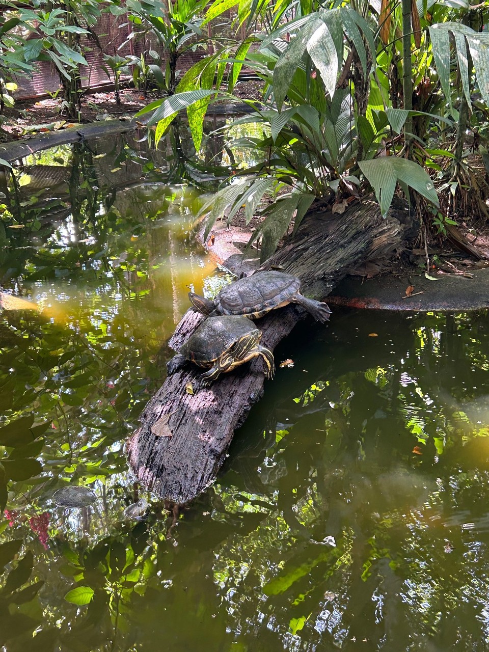 Costa Rica - Puerto Viejo de Talamanca - 