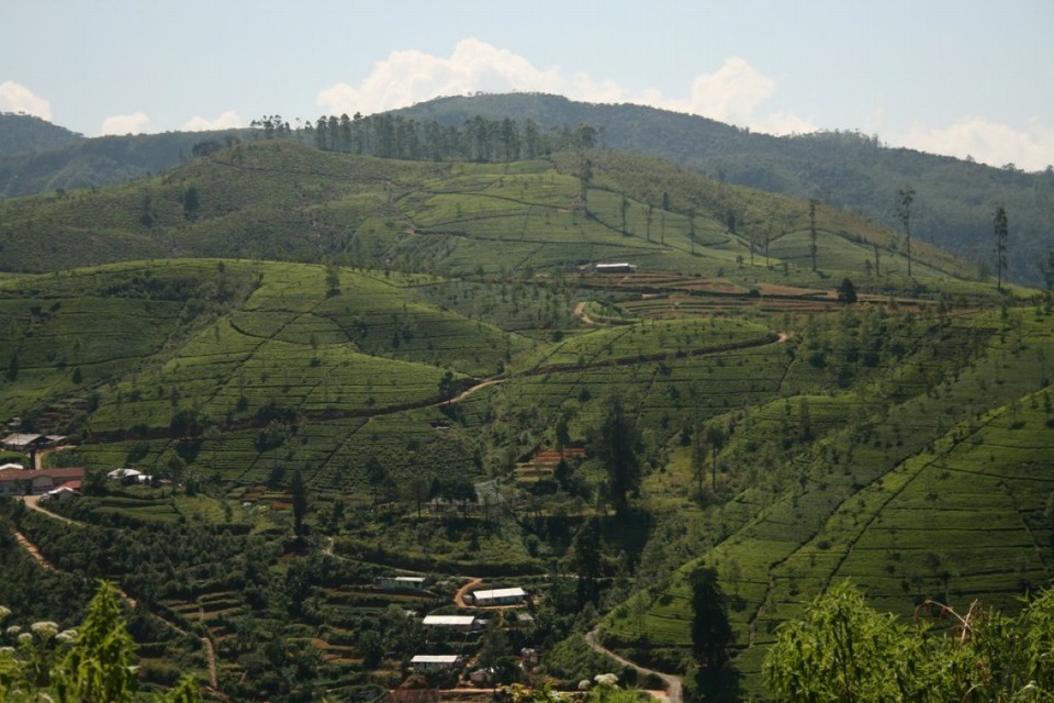 Sri Lanka - Nuwara Eliya - 
