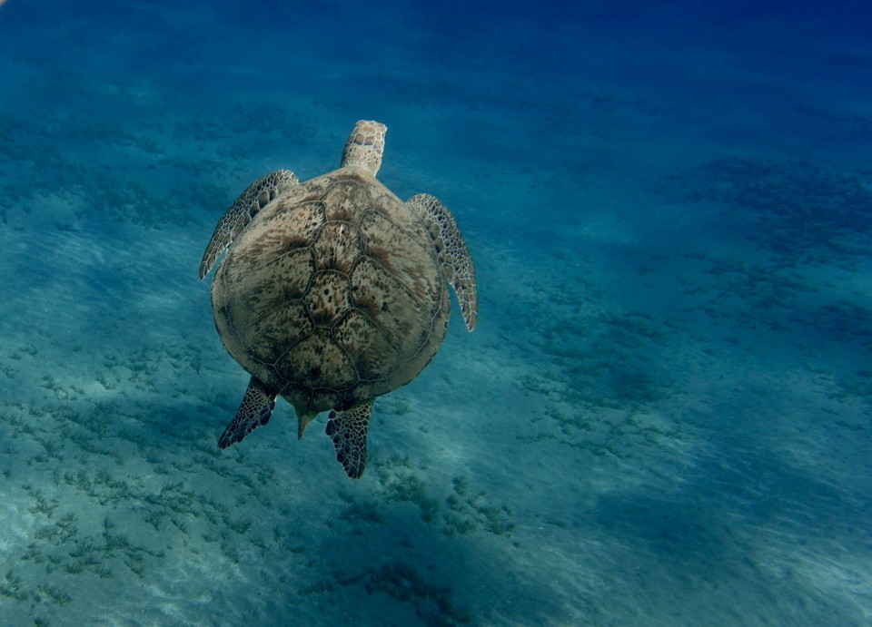 Ägypten -  - Das war schon immer unser Traum, mit Schildkröten zu schwimmen.