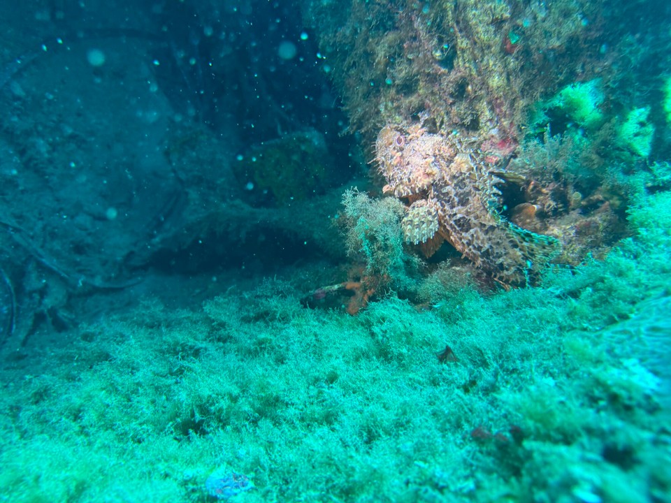 Italien - Porto Azzurro - Drachenkopf