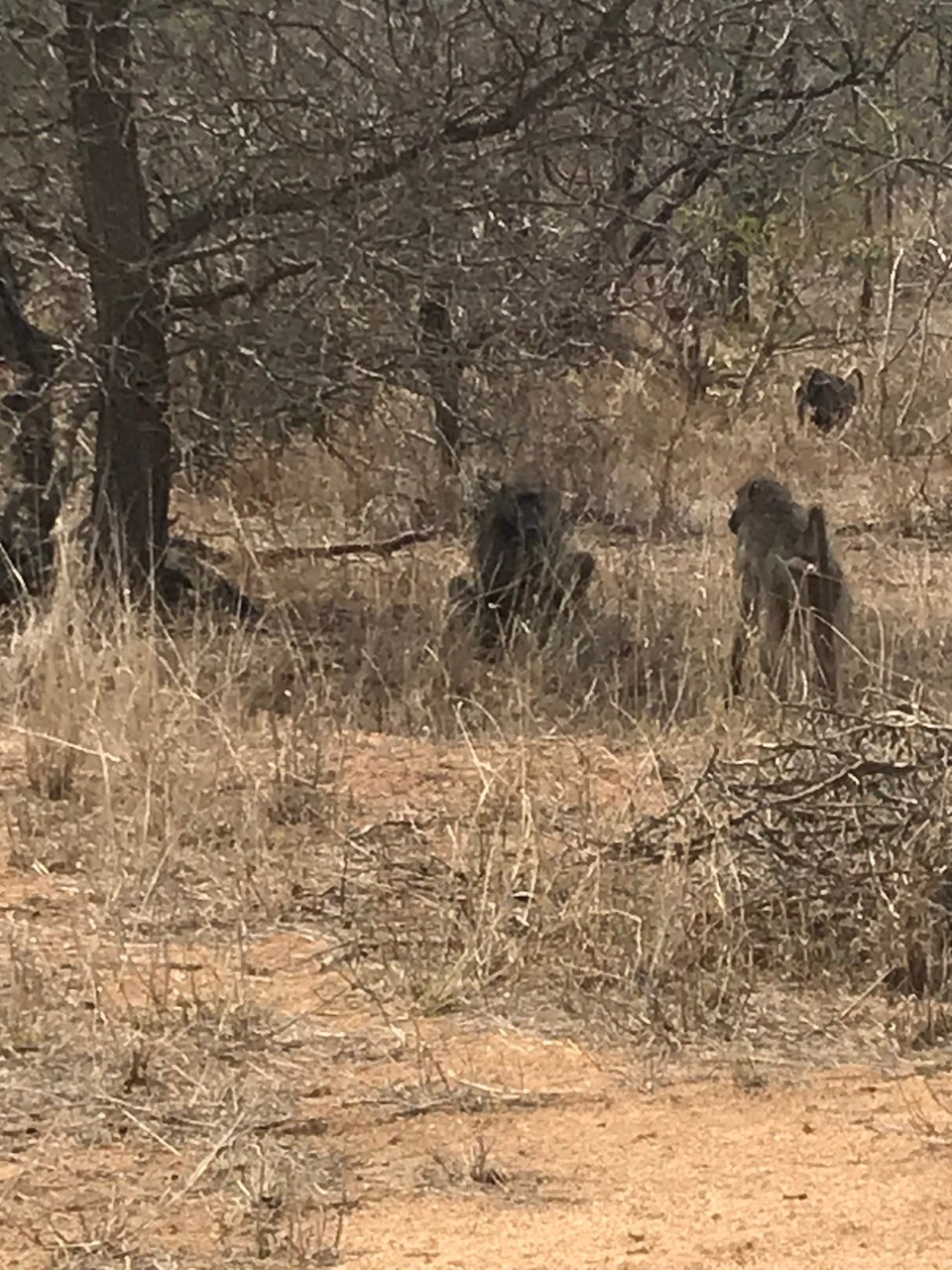 Südafrika -  - 