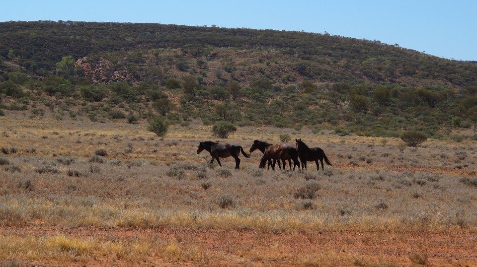 Australia - Mount Zeil - Wild brumby's in McDonald Ranges
