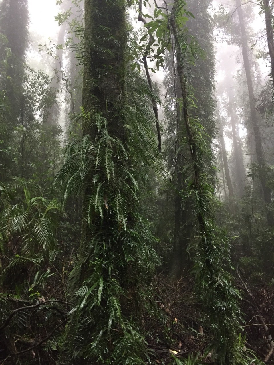  - Australia, Dorrigo Rainforest Centre - 