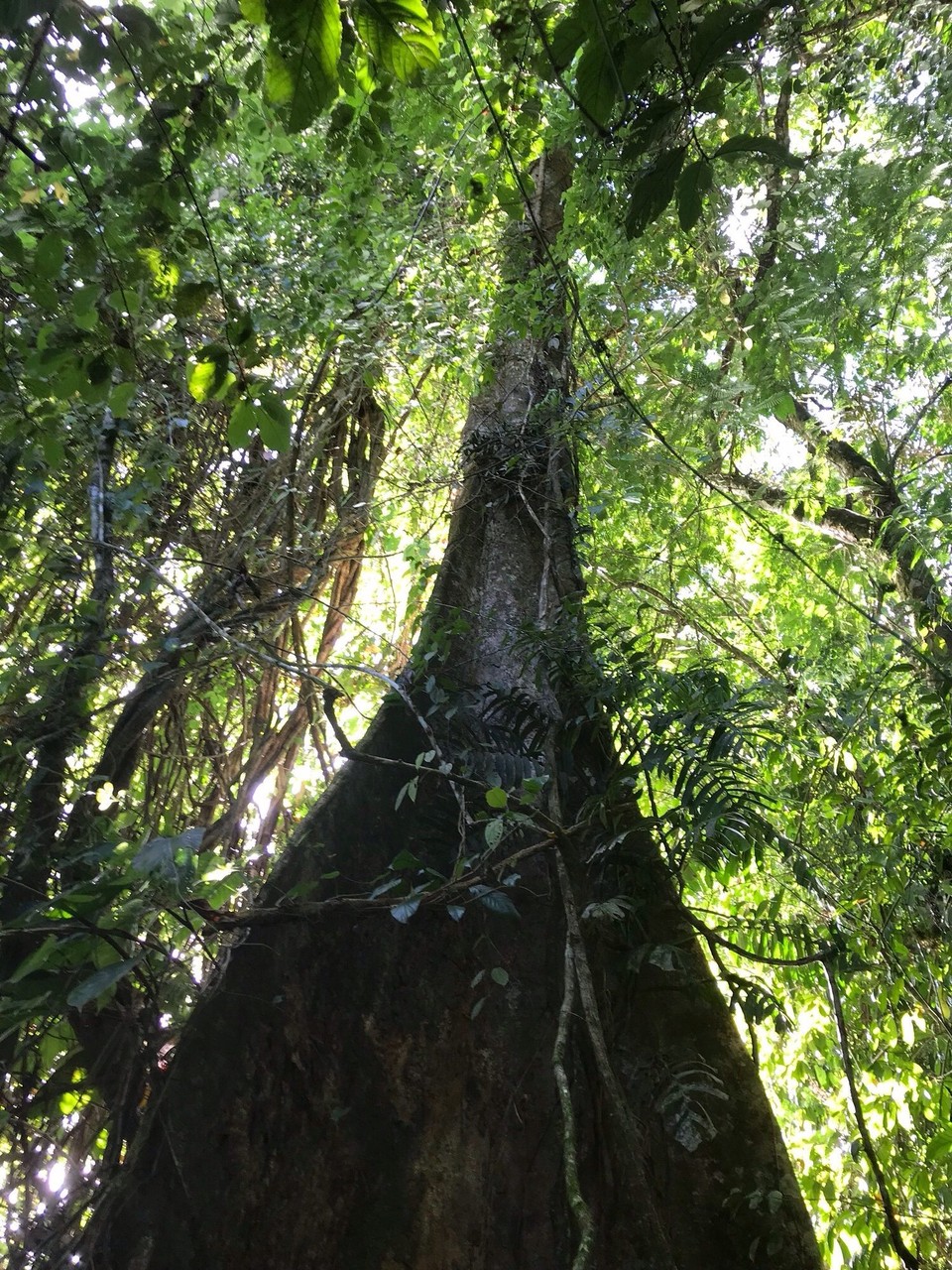 Costa Rica - San Carlos - 