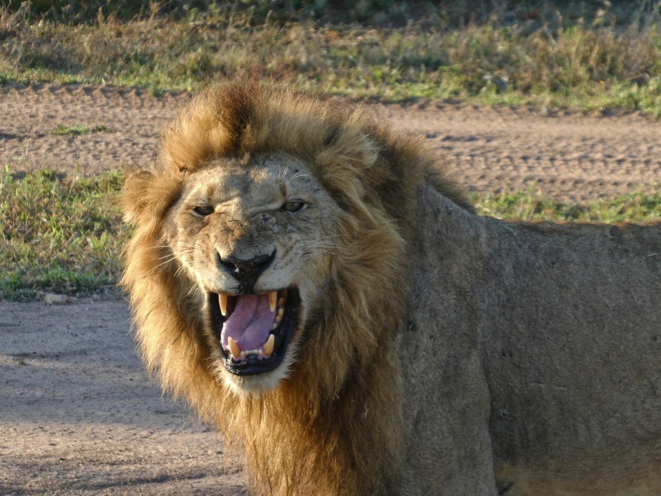 Südafrika - Kruger-Nationalpark - 