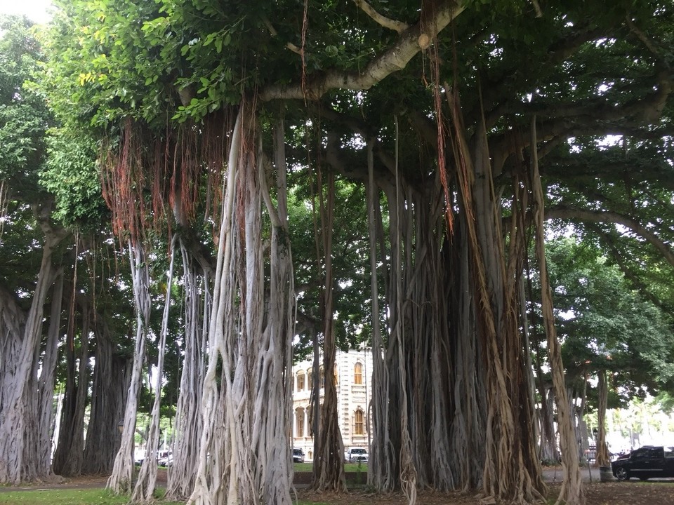 Vereinigte Staaten - ʻEwa Beach - Ficus Benghaiensis