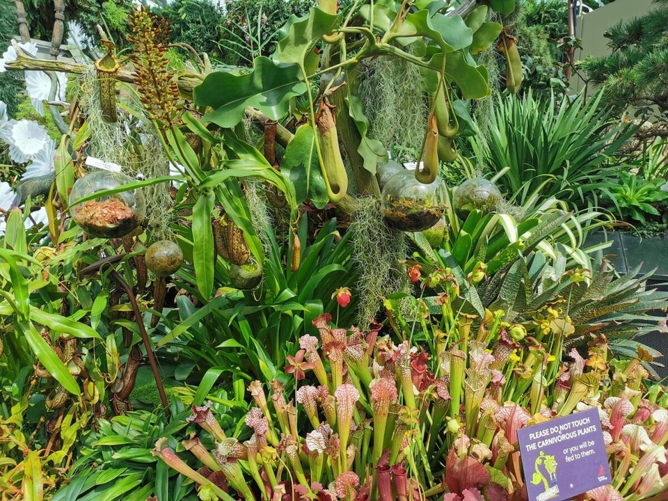 Singapur - Singapur - fleischfrässendi Pflanza