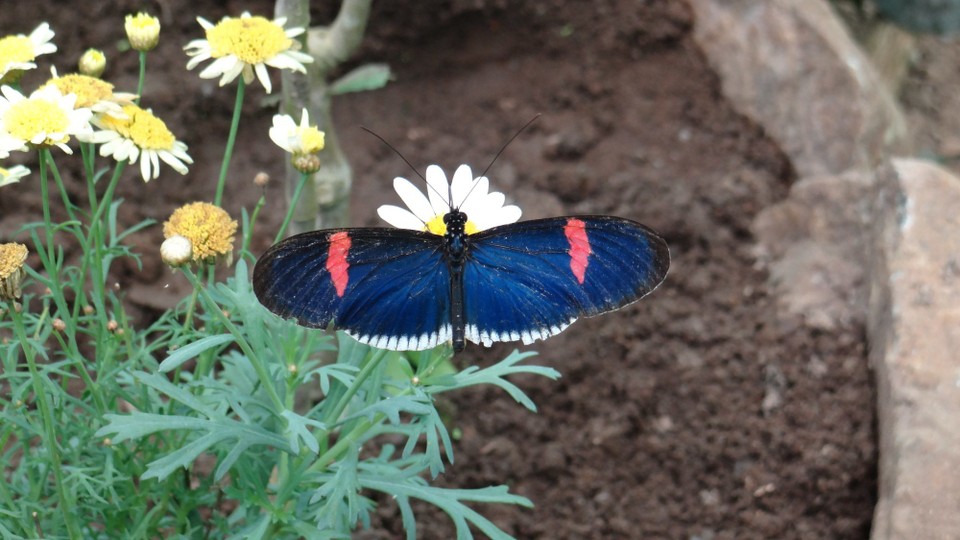 Ecuador - Mindo Valley - Butterfly