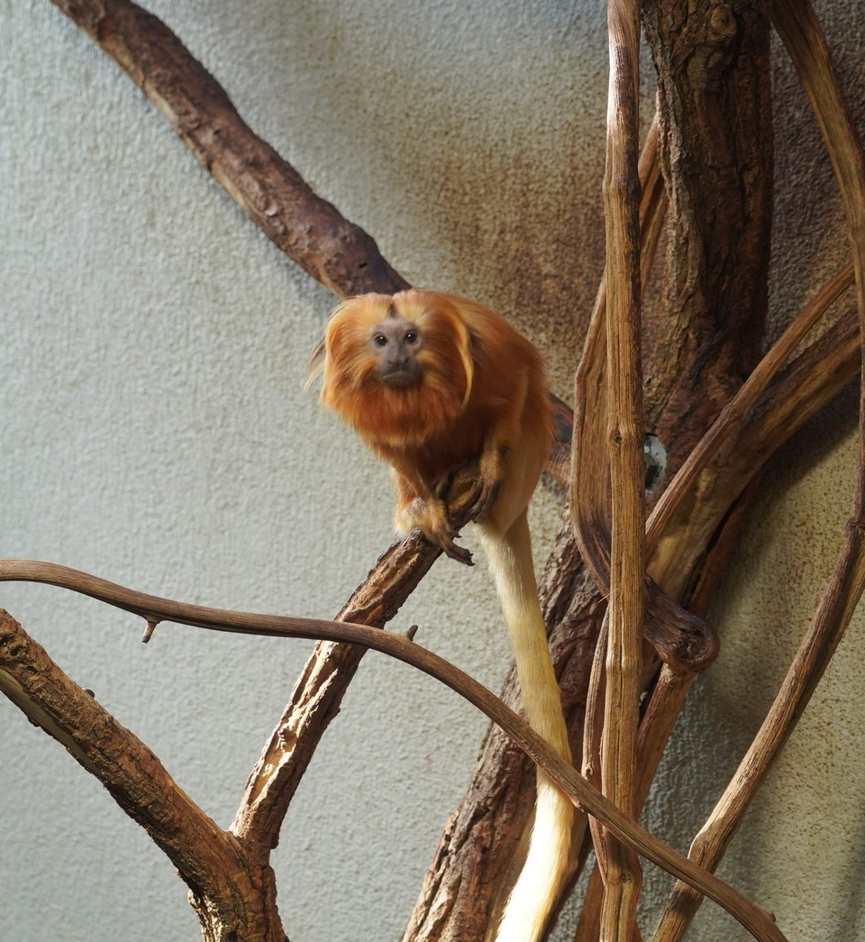 Schweiz - Zürich - Das goldgelbe Löwenäffchen kommt im Regenwald von Brasilien vor, leider nur noch sehr selten, etwa 1200 Tiere, plus etwa 500 Tiere in Zoos