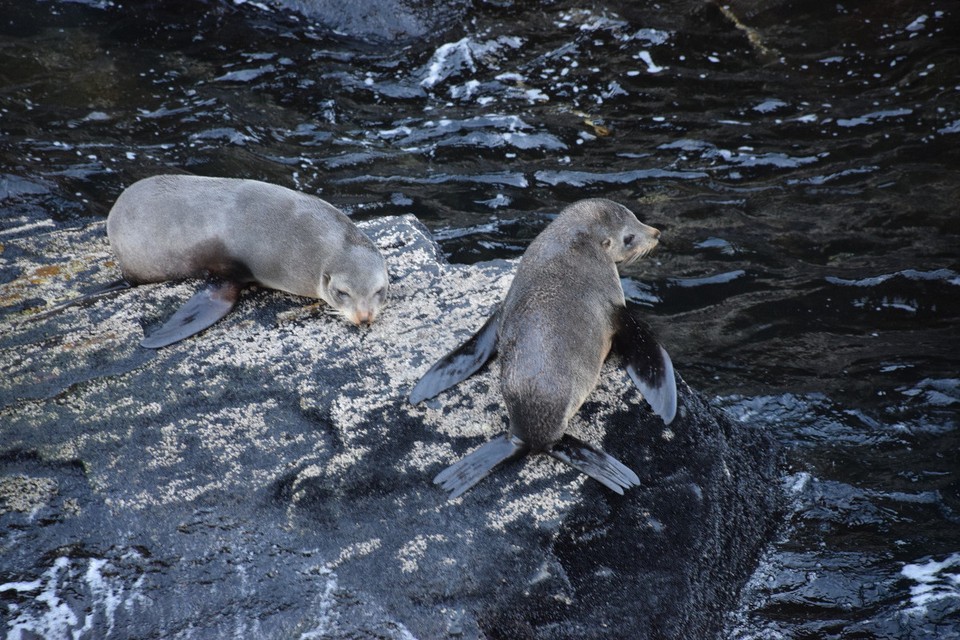 Neuseeland - Milford Sound - Die Seerobben :)