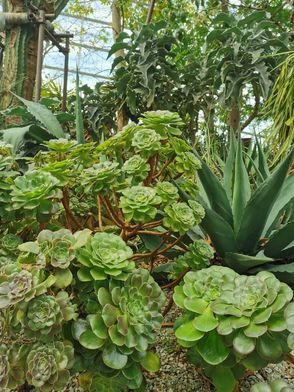 Singapur - Singapur - 