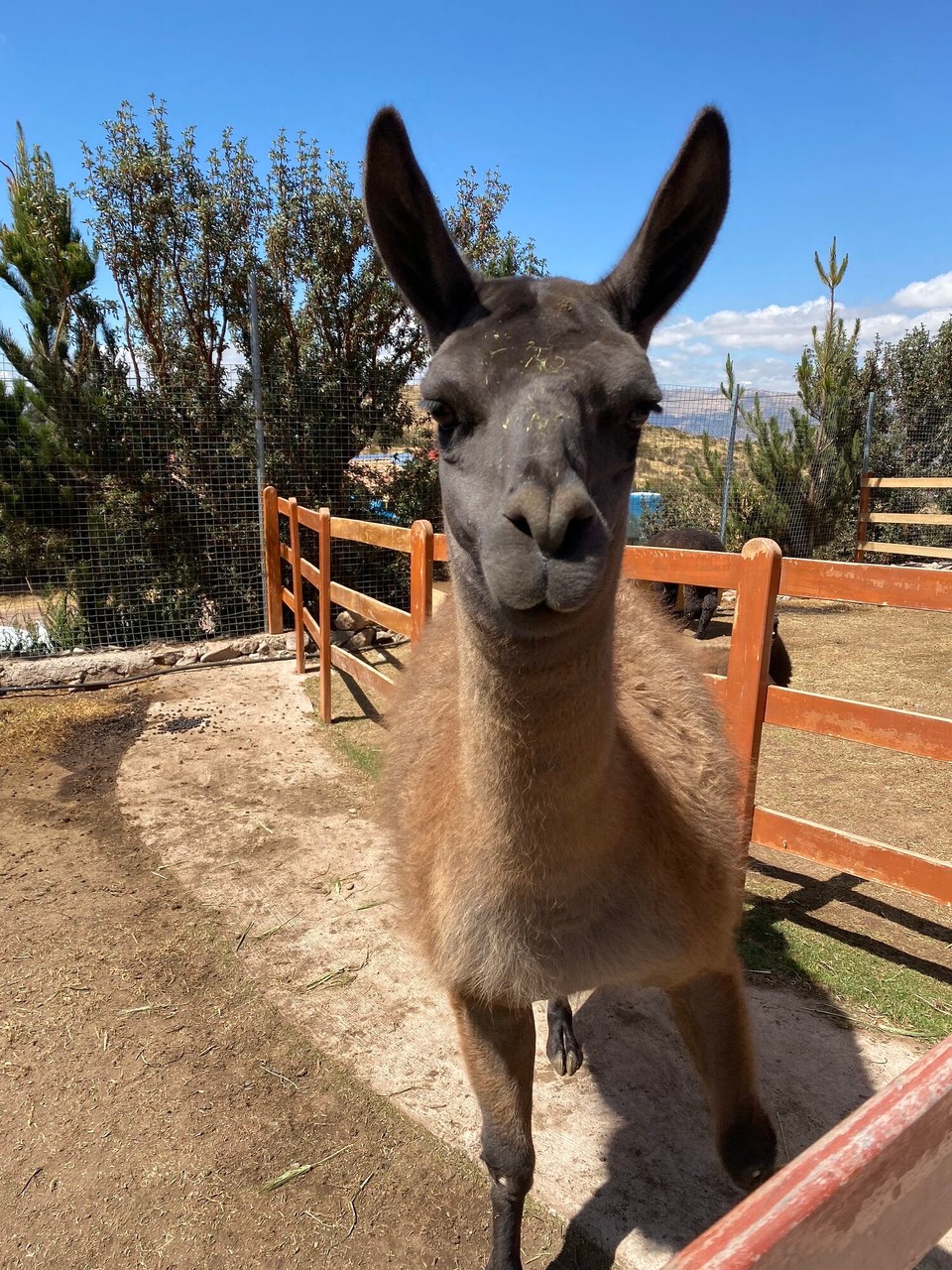 Peru - Cusco - Alpaka