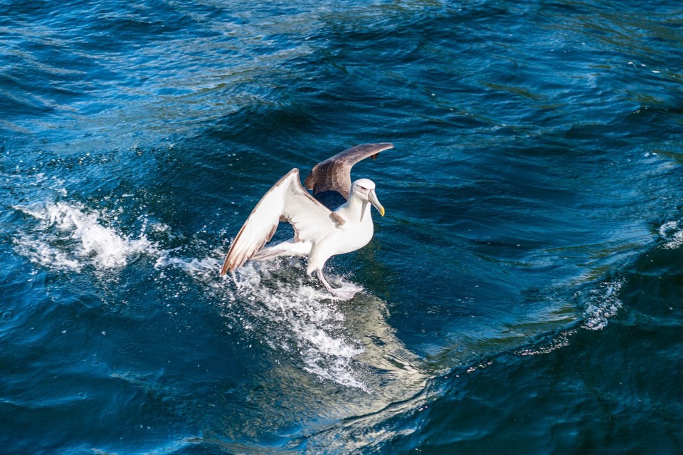 Neuseeland -  - 