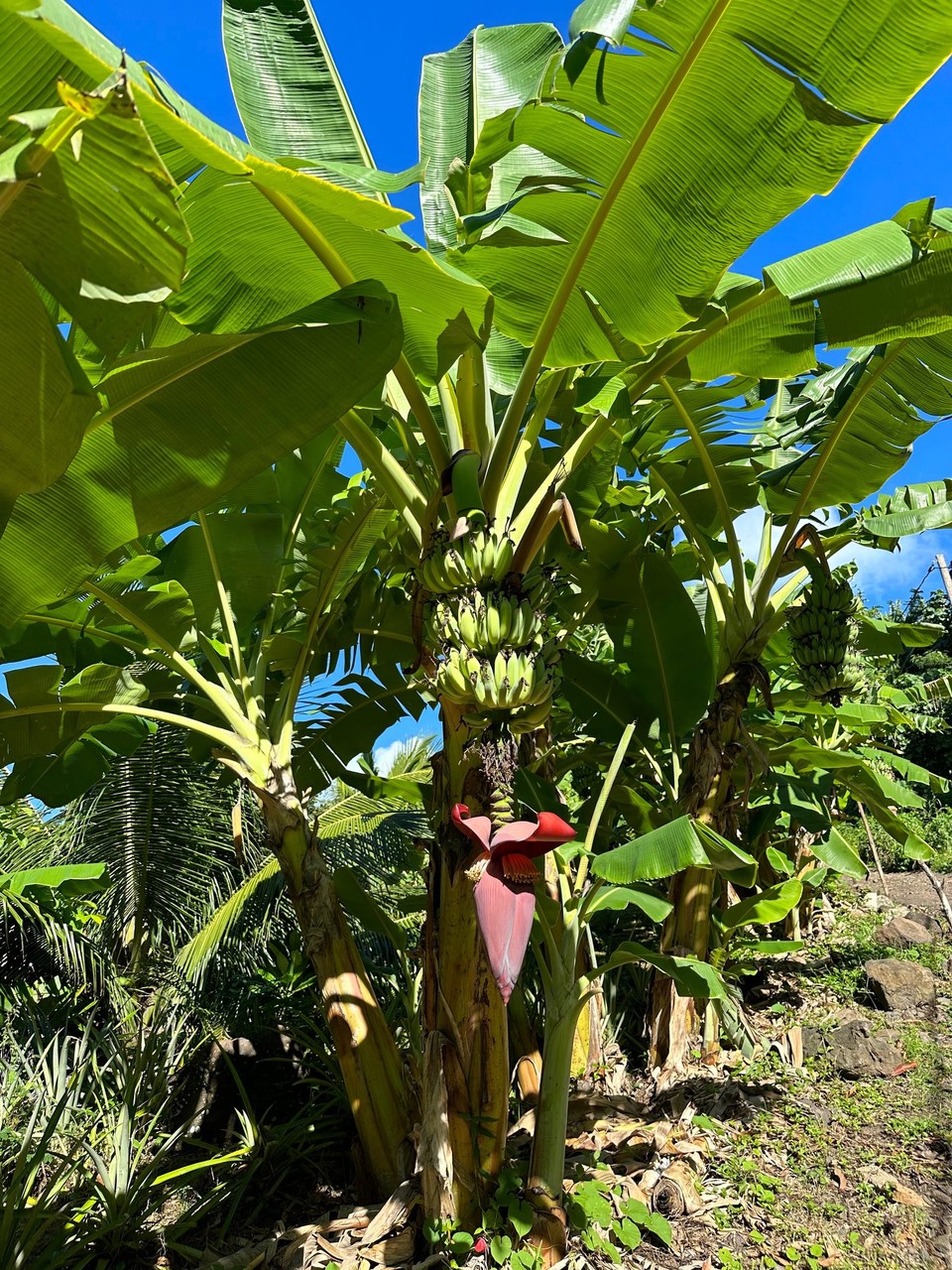 Französisch-Polynesien - Bora-Bora - Und Frühstück am Wegesrand 😎