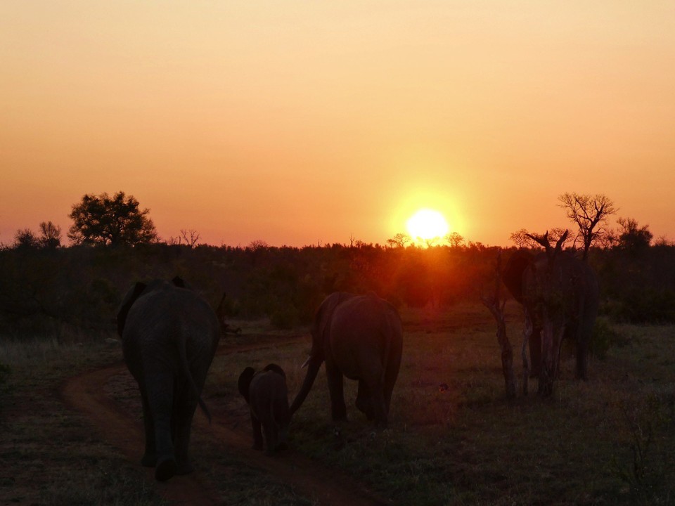 Südafrika - Kruger-Nationalpark - 