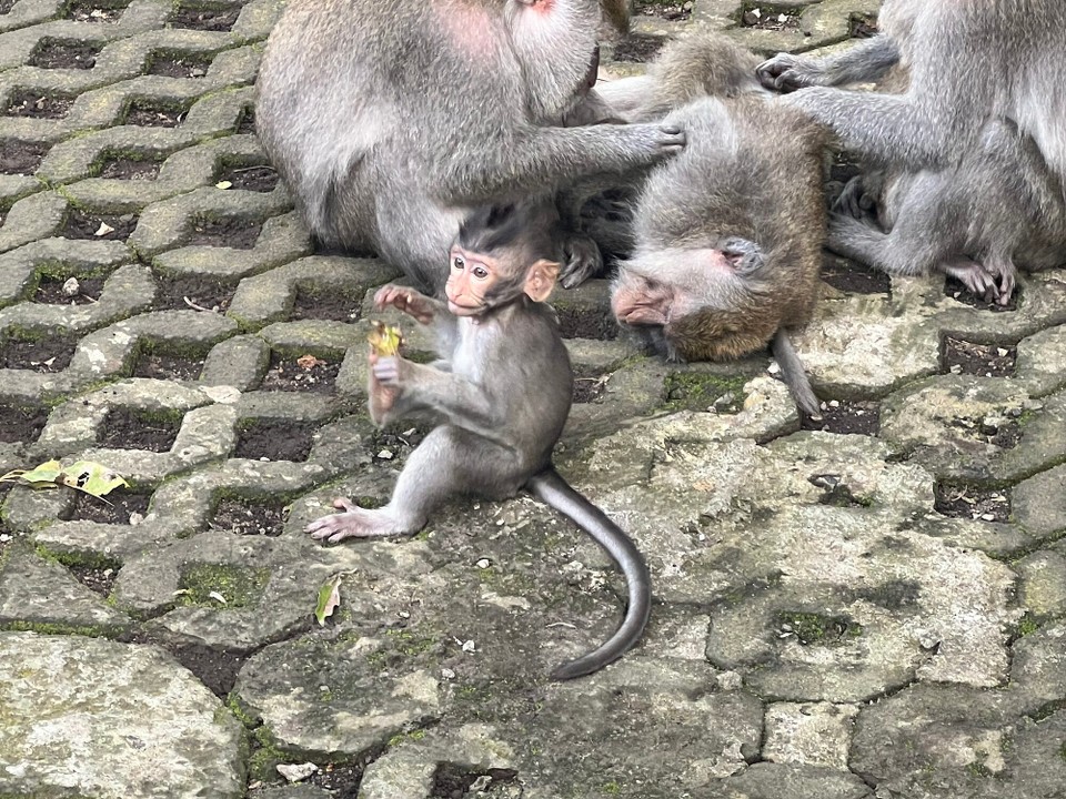 Indonesien - Gianyar - 