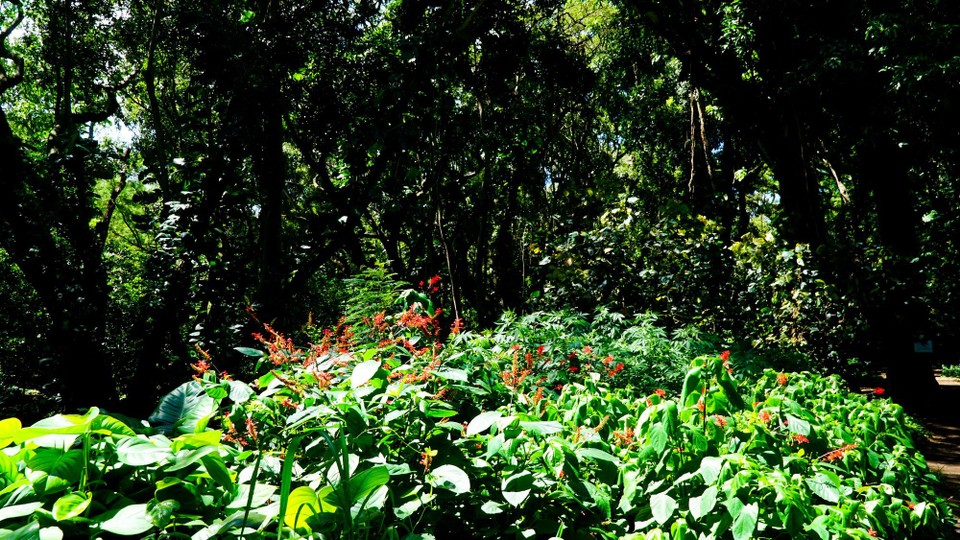 USA - Kīhei - Wild Vegetation