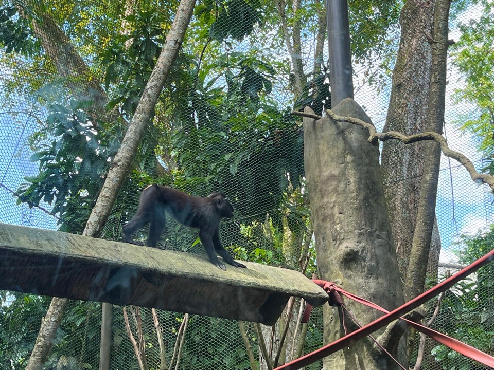 Singapur - Singapur - 