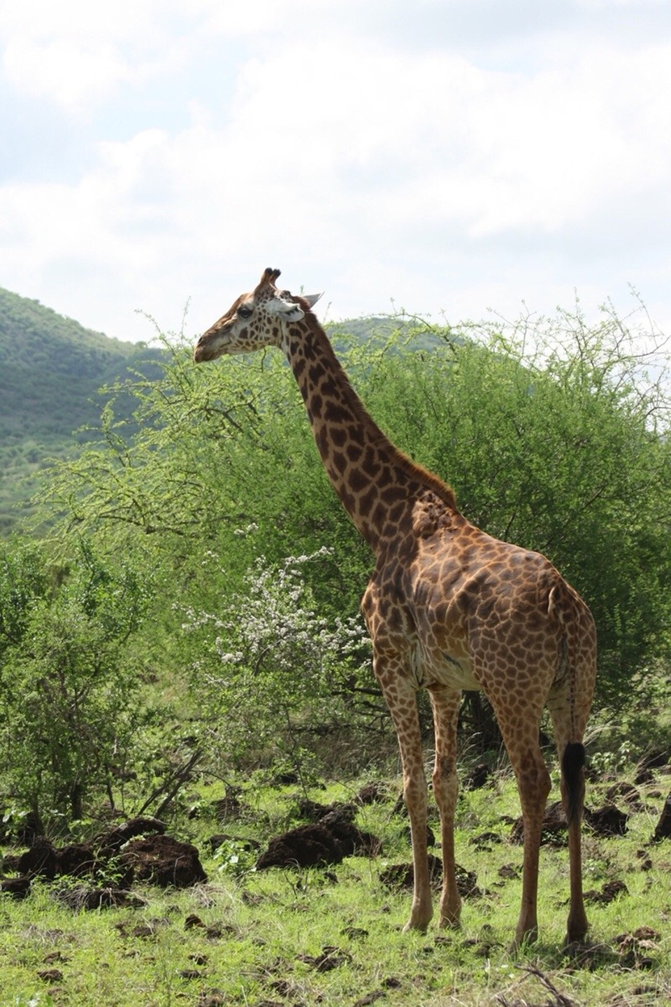 Kenia - Taita - 