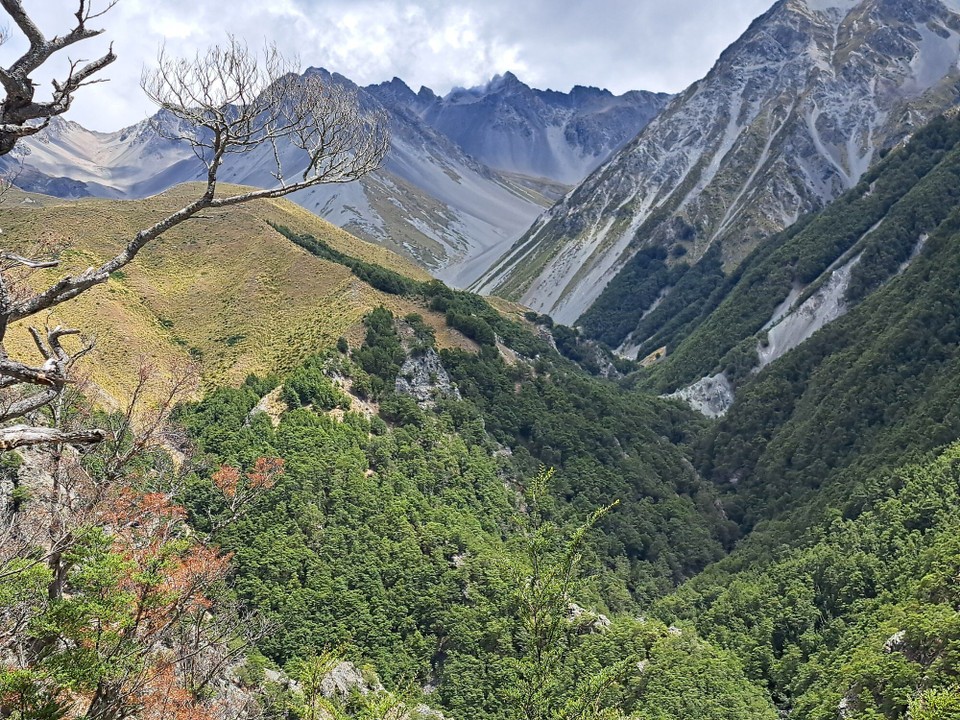 Neuseeland - Peel Forest - Einige Höhenmeter erklimmen 