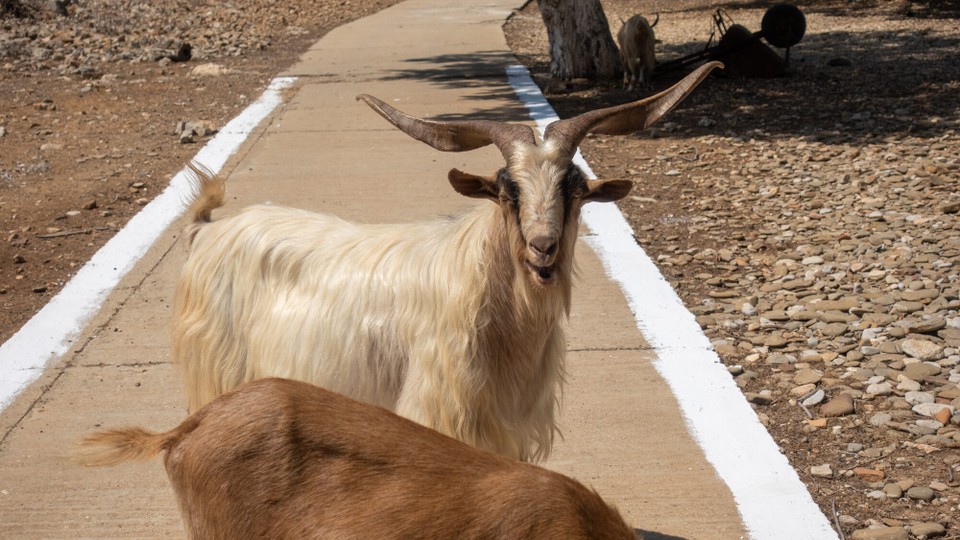 Griechenland - Symi - Freut sich, dass wir da sind.