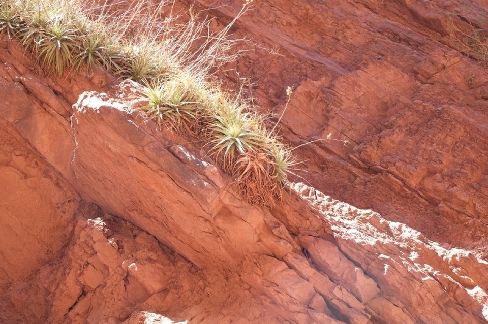 Argentinien - Cafayate - 