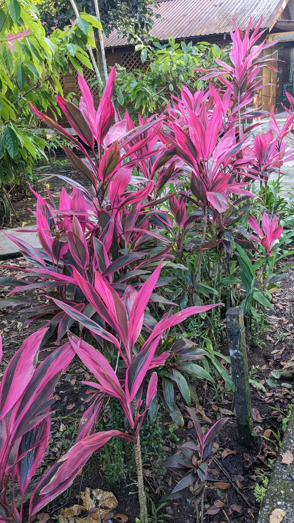 Costa Rica - Nationalpark Tortuguero - 